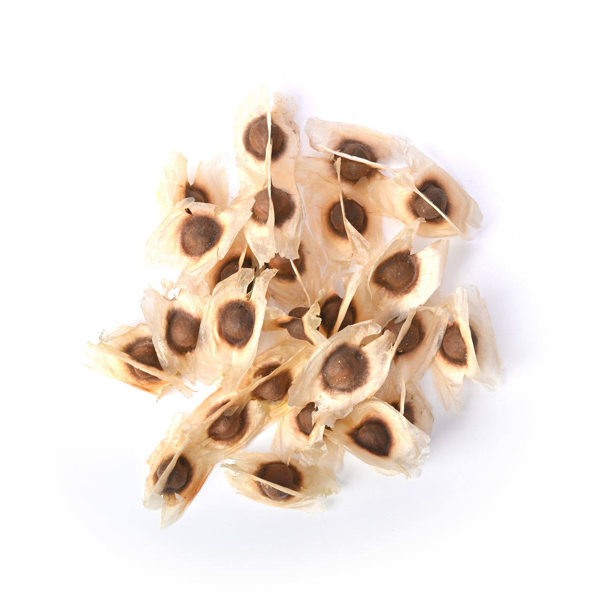 Moringa Seeds
