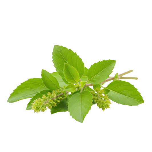Dried Tulsi leaves (Holy Basil)